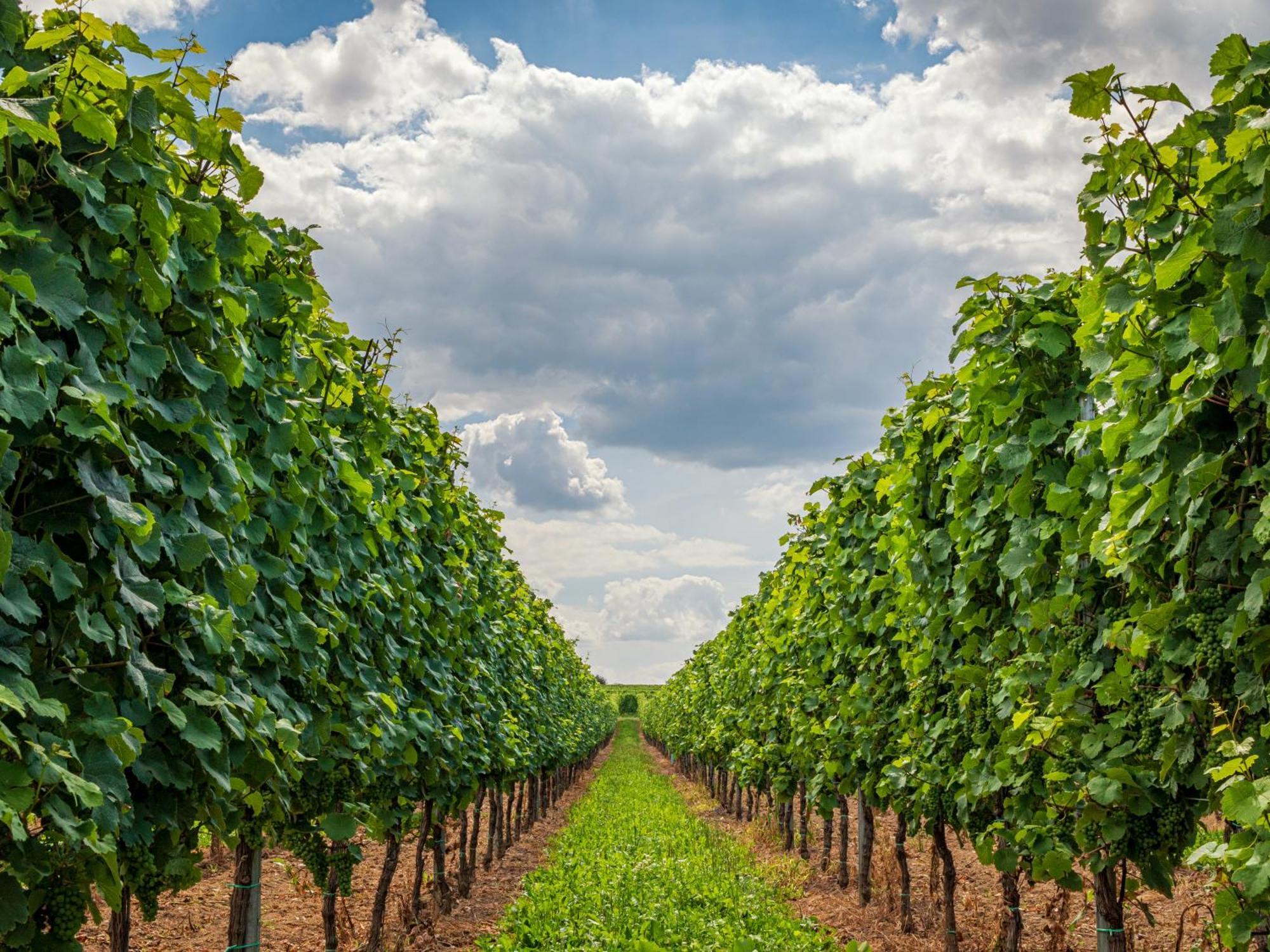 Ferienweingut Winnebeck Köwerich 外观 照片